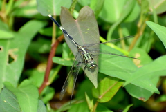 Orthetrum sabina
