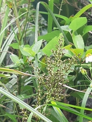 Scleria terrestris