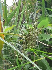 Scleria terrestris
