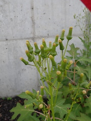 Erechtites hieraciifolius hieraciifolius