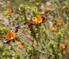 Pultenaea densifolia