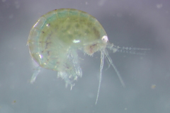 Hyalella azteca