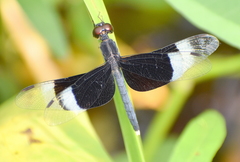 Neurothemis tullia
