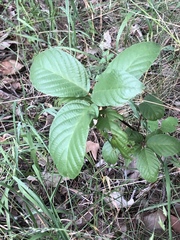 Frangula betulifolia