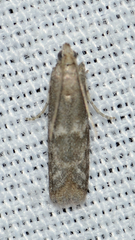 Eurythmia angulella