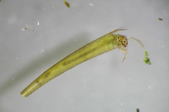 Leptocerus americanus