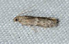 Eurythmia angulella