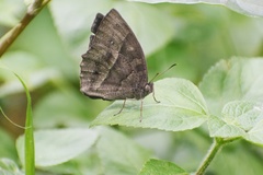 Mycalesis intermedia