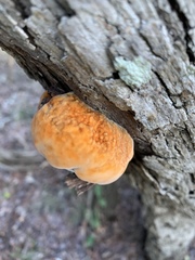 Inonotus quercustris