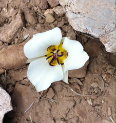 Calochortus bruneaunis