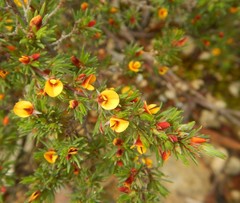 Pultenaea tenuifolia