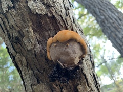 Inonotus quercustris