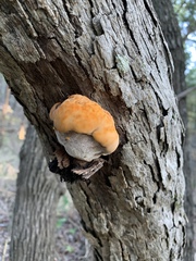 Inonotus quercustris