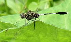 Orthetrum sabina