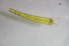 Leptocerus americanus