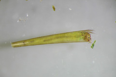 Leptocerus americanus