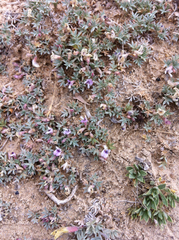 Astragalus kentrophyta