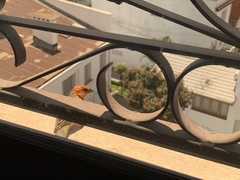 Foudia madagascariensis