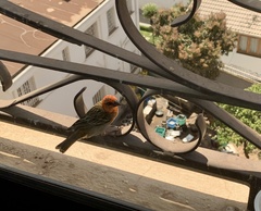 Foudia madagascariensis