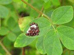 Pentatomomorpha