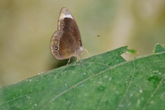 Mycalesis anaxias