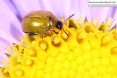 Nonarthra postfasciata