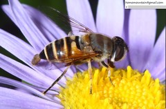 Eristalis cerealis