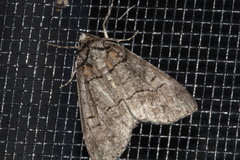 Smyriodes aplectaria
