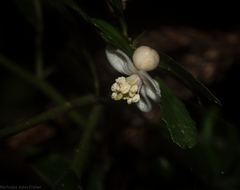 Citrus australasica