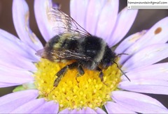 Bombus ganjsuensis