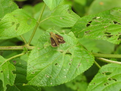 Polytremis lubricans