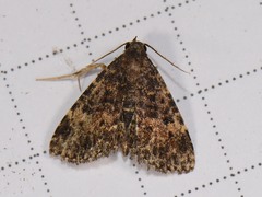 Metalectra diabolica