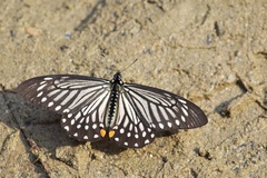 Papilio epycides