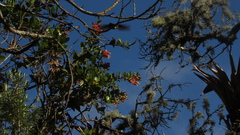 Cavendishia bracteata