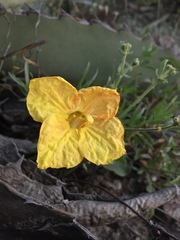 Oenothera lavandulifolia
