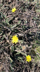 Agoseris apargioides
