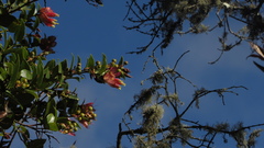 Cavendishia bracteata