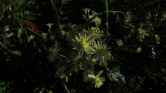 Clematis haenkeana