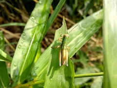 Caryanda spuria