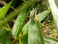 Caryanda spuria