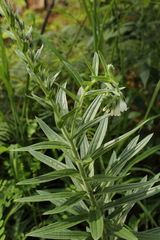 Lithospermum trinervium