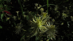 Clematis haenkeana