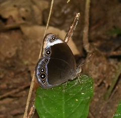 Mycalesis anaxias