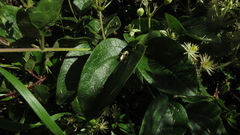 Clematis haenkeana