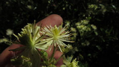 Clematis haenkeana
