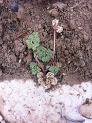 Cymopterus
