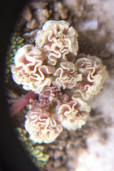 Cymopterus