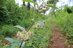 Asclepias auriculata
