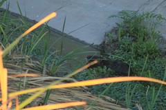 Myocastor coypus coypus