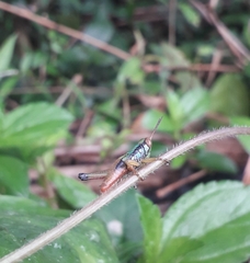 Caryanda spuria